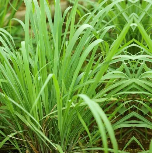 Lemongrass oil - Certified Organic  5